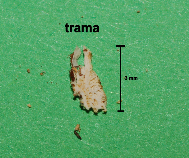 Postia ptychogaster (F. Ludw.) Vesterh. (??)